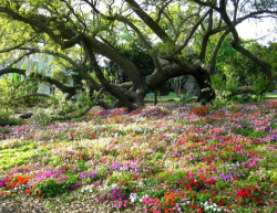 kinspirational:  flower covered areas sources