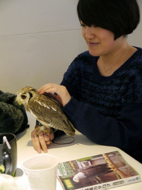 In Japan, there are Owl Cafés where you can pet and play with live Owls while enjoying a meal.