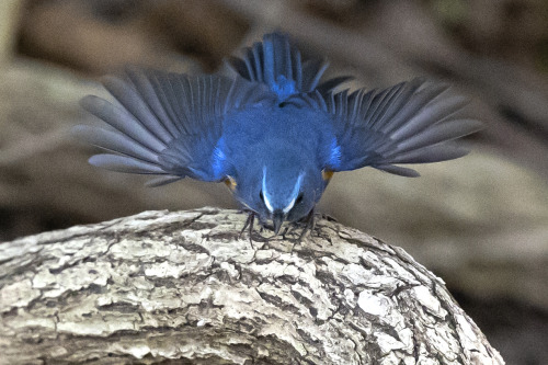 hideki-koga:ルリビタキ（Red-flanked Bluetail）