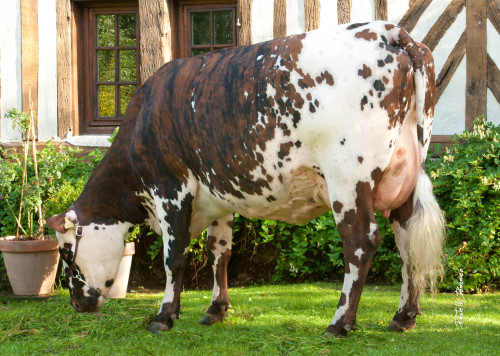 ainawgsd:Wild type vs Domestic mutations-Cattle (dairy breeds)The aurochs (Bos primigenius), is an e