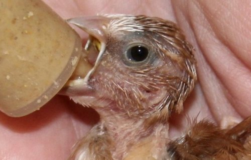 handfeeding a society finch