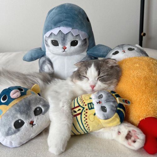 Aww So Adorable