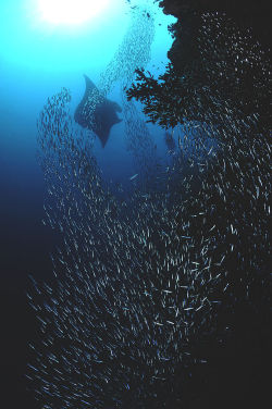 wavemotions:  Manta Rays Maldives by Thomas