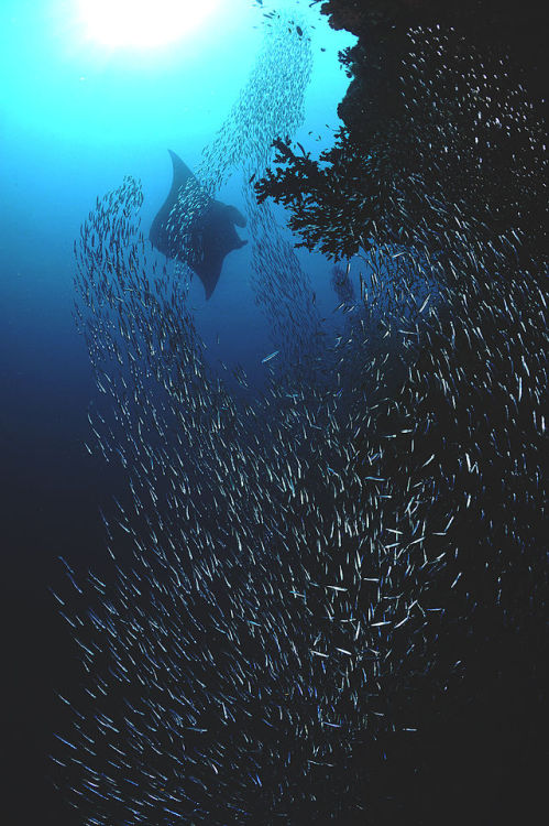 wavemotions:  Manta Rays Maldives by Thomas P. Peschak