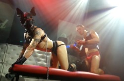 d0gfight:  Me on stage at Wasteland, Amsterdam 28.11.15 @gastoncroupier preparing for some double dildo action What an amazing night :-) 