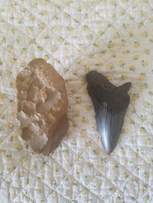 shark-roleplayer:These are two fossils that I own. One is a megalodon shark tooth. I bought it at a 