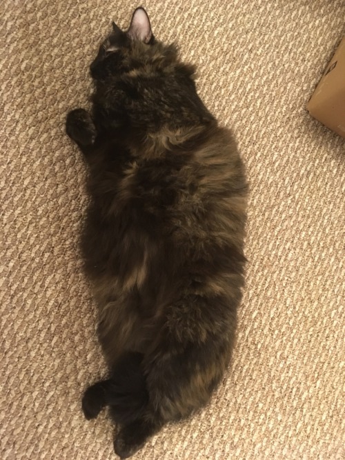 poisonednationality: why my cat shaped like a backwards taiwan