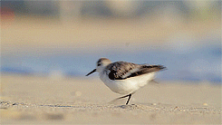 becausebirds:  Fluffy, running Sanderlings! source video 