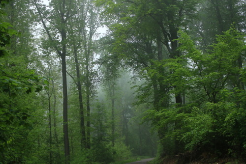 A foggy day at the local forest by 90377Instagram | Etsy Shop