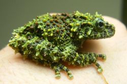 weirdlookinganimals:  Vietnamese Mossy Frog