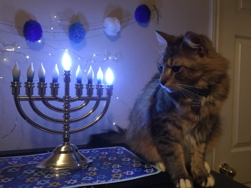 straightpeoplereceipts: hanukkat continues