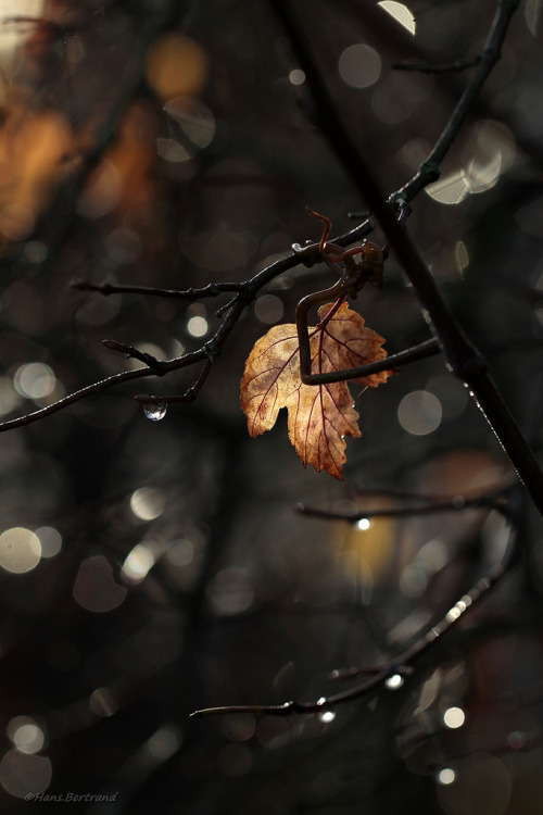 chasingrainbowsforever:    Automne ~ By Bertrand adult photos