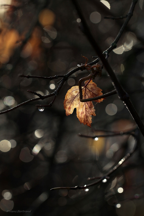 fallsforautumn:  🍁 Autumn & Halloween 🎃 