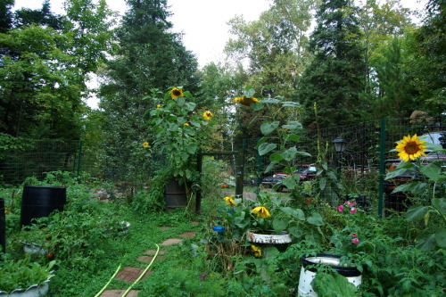 ratfarm:The sun flowers got much bigger than I was anticipating!The gardens aren’t always in shade b