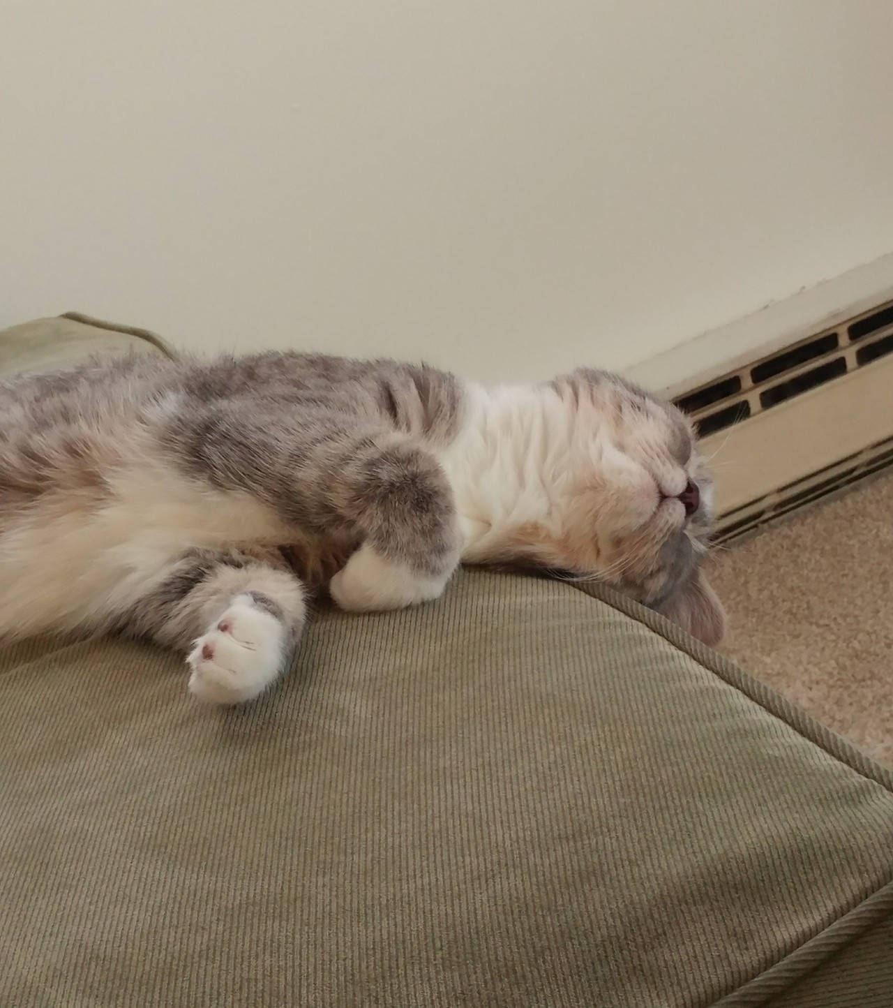 derpycats:  Behold, Happy, in all her derpy glory.