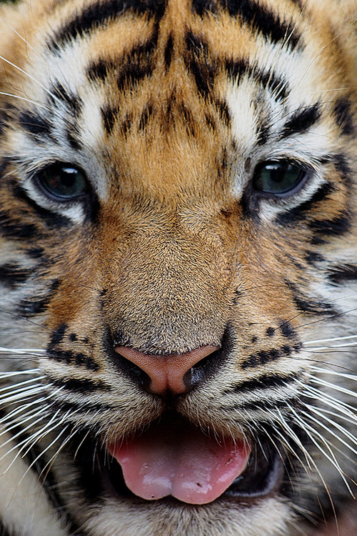 the-cute-creatures: (via 500px / Baby Face by Prabu dennaga) Click here for more cute creatures!