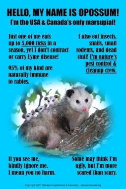 mistresssonjablue:  opossummypossum: please share the truth about our marsupial helpers! Shared 