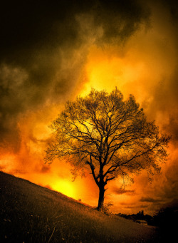 3leapfrogs:  drxgonfly:  Nature (Purification - Arbre de Feu) (by Tiquetonne2067)  •=• •=• •=• 25K 