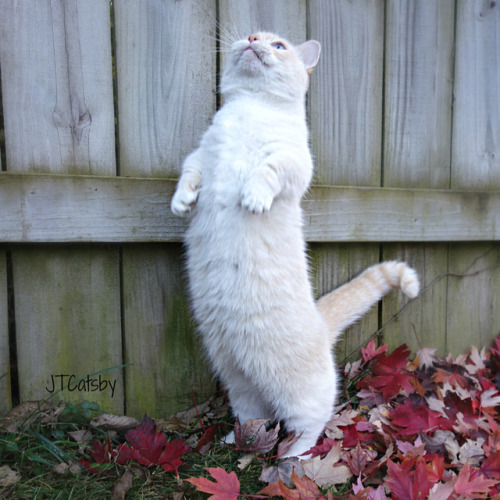 jtcatsby:It’s the 1st day of Fall y'all!!! Stand up if you love fall! ❤ #FirstDayOfFall #autum