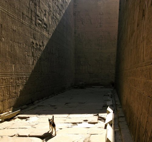 nina-berry: A cat makes its way through the corridor of the Girdle Wall of the Temple of Horus at Be