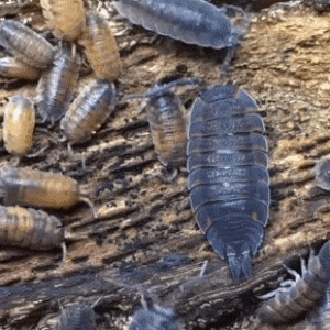 / / / / / / A Stimboard For Woodlice That Can NOT Roll Into A Little Ball For Mosswoodgrove !!