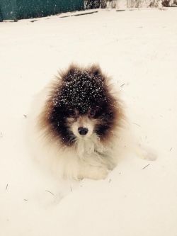 handsomedogs:  Bear 10 year old Pomeranian 