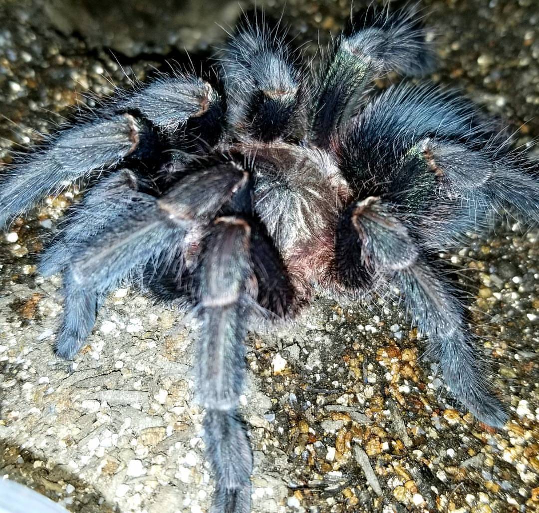 Another one of my Phormictopus sp. “green femur” (AKA “South Hispaniola”) young adults molted. Photos just don’t do them justice. #phormictopus #phormictopusgreenfemur #tarantula #tomsbigspiders (at Connecticut)