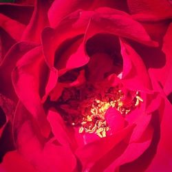 Roses #1  (at Hacienda Pèrez-Garcia) https://www.instagram.com/p/B1URoNBgD3G/?igshid=1pzcmt6g41rpv