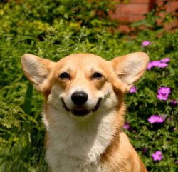 queenscorgi:  I challenge you to find a happier breed of dog at queenscorgi.tumblr.com