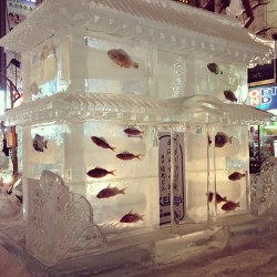 sakuratoki:  今晩、札幌のすすきのにある氷像を見に行った！普通の氷像は凄く凄く綺麗だったけど、時々氷に魚とかカニが入っていて、ちょっと面白くなった！ww