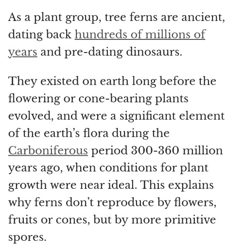 There Are FERNS?? That Grow Like TREES???? No Fucking Way 