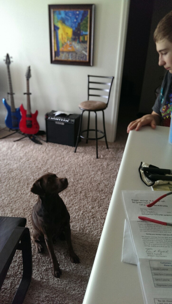 i-am-dog2:  Human has Chickfila….I want some