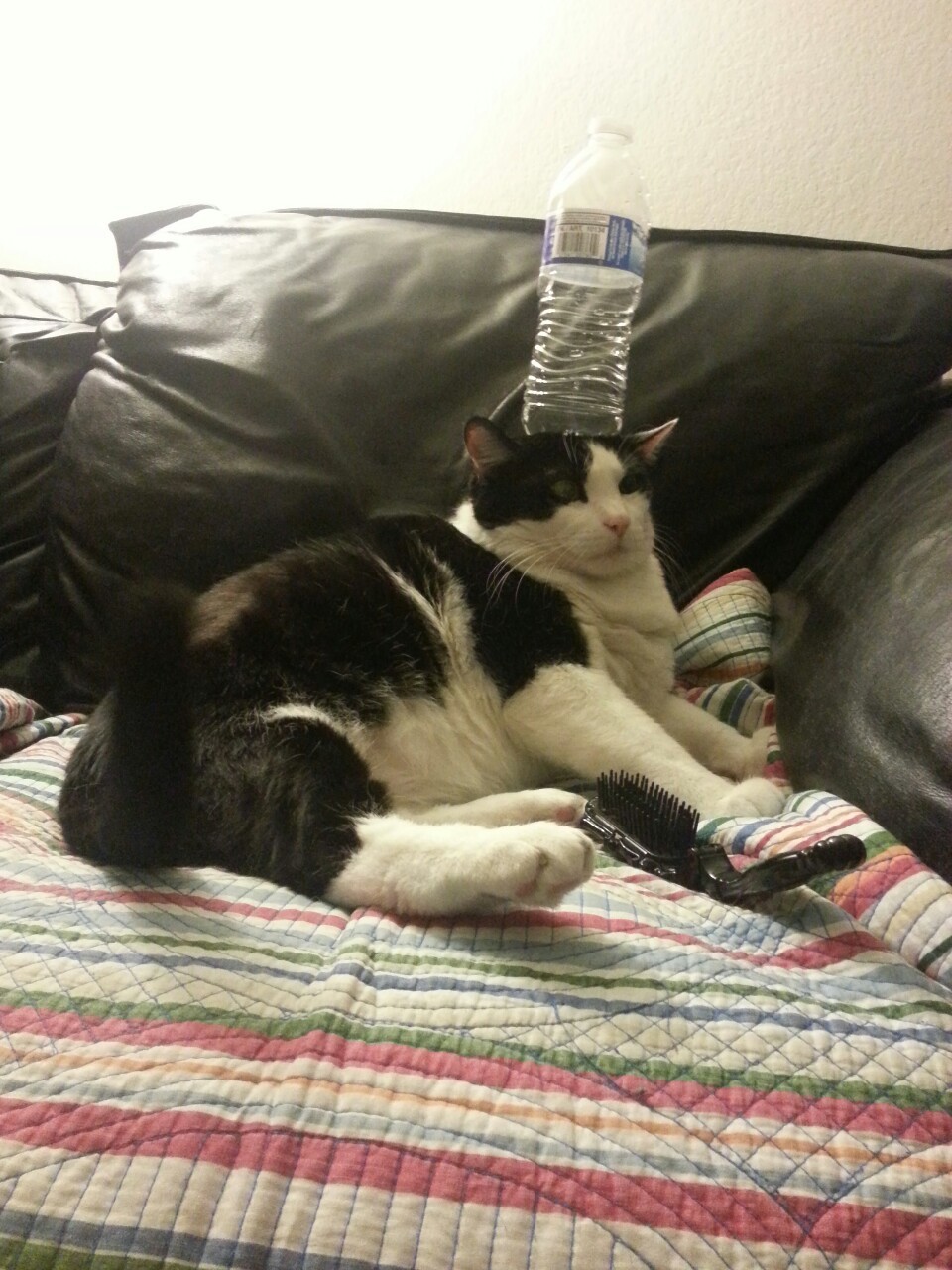 woru:  My dad put a water bottle on my cat and he just 