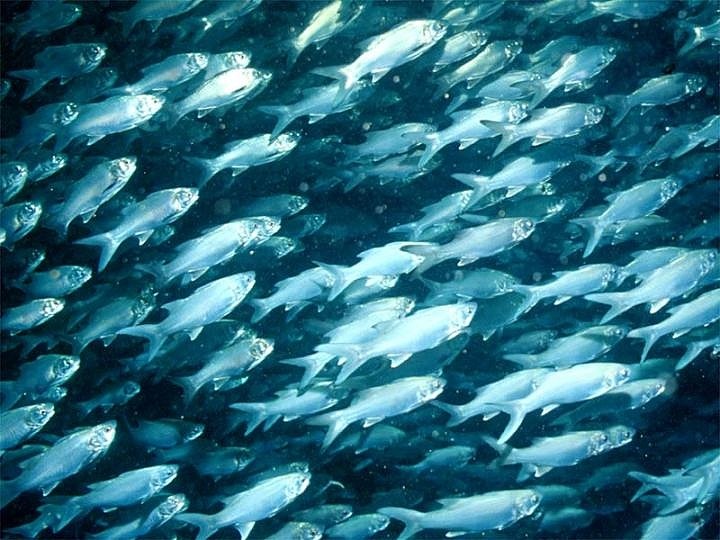 bacteriia:    Sixfinger (or Pacific) threadfins (Polydactylus sexfilis) circling