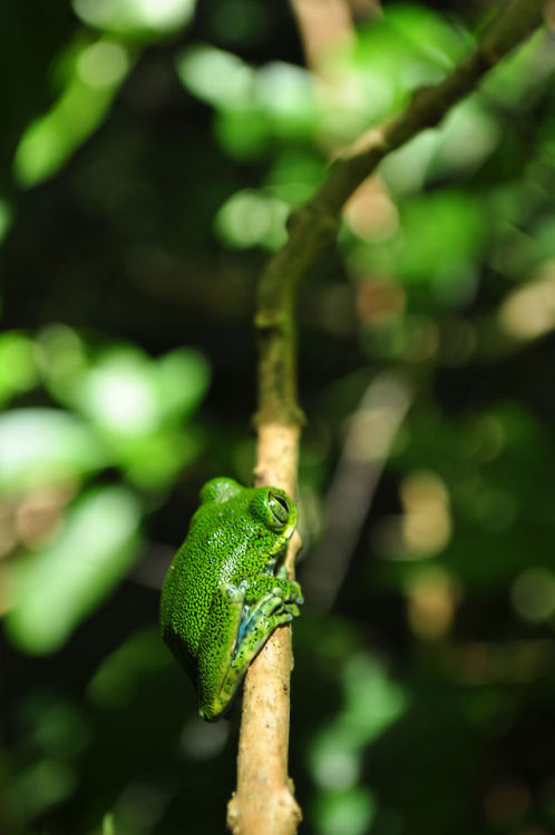 yungjeesuz:  pikxchu:  Green tree frog, Amani Mountain by Lizzy Baxter   -