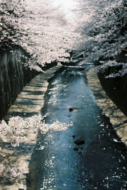 brutalgeneration:  flower storm by tarop on Flickr.