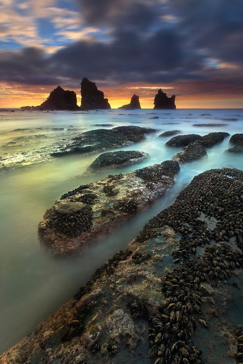 lionpuppy: Pirates of the Tasman | Christian Lim