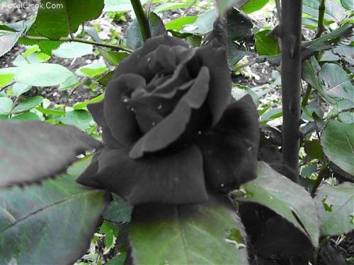 odditiesoflife: The Black Rose of Turkey Turkish Halfeti Roses are incredibly rare. They are shaped just like regular roses, but their color sets them apart. These roses are so black, you’d think someone spray-painted them. But that’s actually their