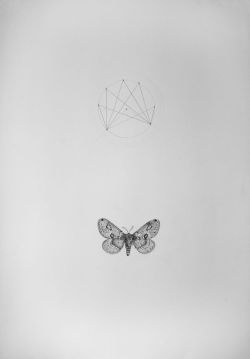 carlasromero:  The moth  http://carla-romero.com/