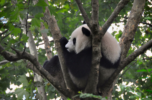giantpandaphotos:  © David Ott. 