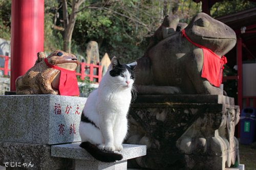 hungariansoul:  anz-momo: 猫と神社の相性の良さは異常♪　的な画像集〓ねこメモ〓 nekomemo.com  ♥ 