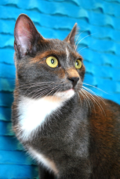 Find out more about Fitz at Animal Rescue Center!