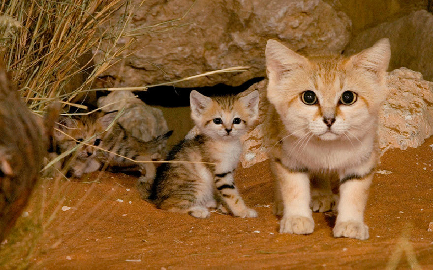 tumblunni:  awesome-picz:    Rare Wild Cat Species You Probably Didn’t Know Exist.