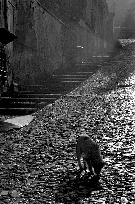 luzfosca:  Rui Morais de Sousa Bragança, Portugal, 1984. Thanks to tytusjaneta