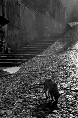 Luzfosca:  Rui Morais De Sousa Bragança, Portugal, 1984. Thanks To Tytusjaneta