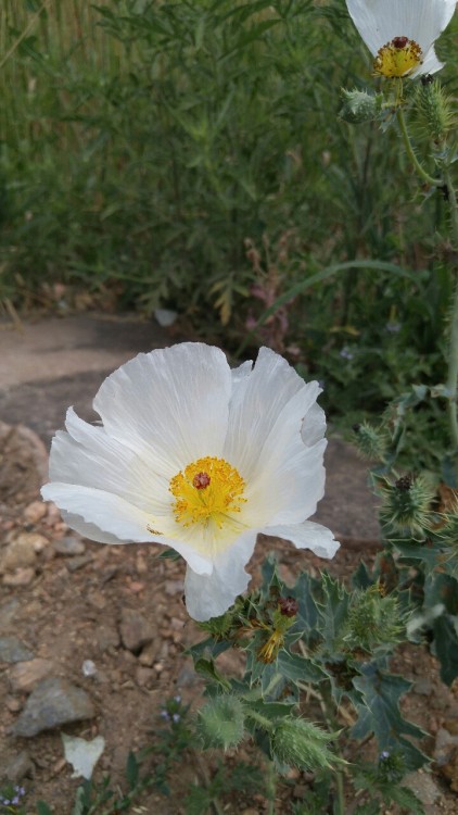 Argemone polyanthemos is in the poppy family Papaveraceae. Commonly known as prickly poppy it is nat