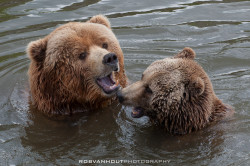 fuck-yeah-bears:  Kodiak Bears by Rob van