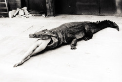 d-y-s-topia:Crocodile Eating Ballerina, from the Pina Bausch Ballet ‘Keushleitslegende’, Wuppertal, 1983 (photo by Helmut Newton)  