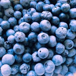 ha-ze:  blueberries 👌 // from my instagram @chloessun