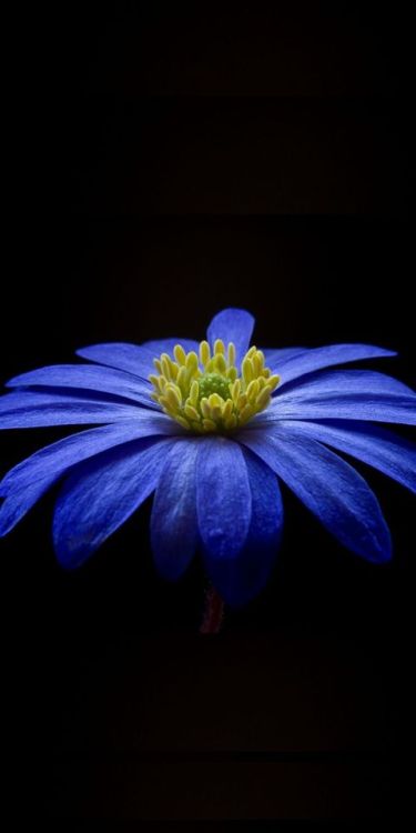 Anemone, blue flower, portrait, 1080x2160 wallpaper @wallpapersmug : http://bit.ly/2EBfd6v - http://